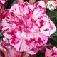 Adenium obesum "Purple Diamond" (379)