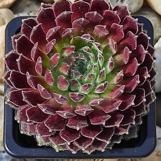 Sempervivum sp.07/1-Kövirózsa