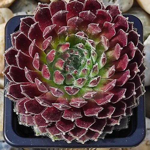 Sempervivum sp.07/1