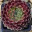 Sempervivum sp.07/1-Kövirózsa