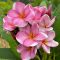 Plumeria rubra "Pink Champagne" magok
