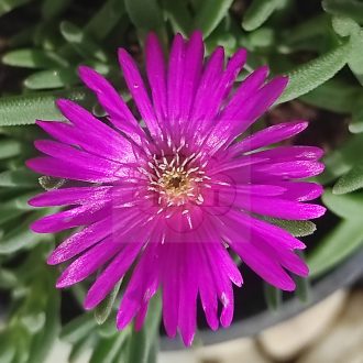 Delosperma Pink 01