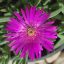 Delosperma Pink 01