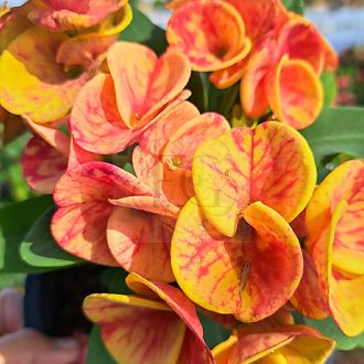 Euphorbia milii "Cham Chan" (A64)
