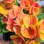 Euphorbia milii "Cham Chan" (A64)