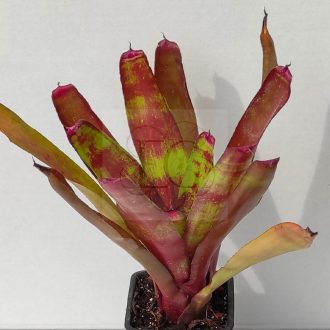 Neoregelia Rosella 
