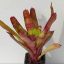 Neoregelia Rosella 