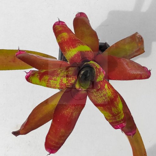 Neoregelia Rosella 
