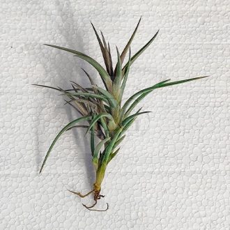 Tillandsia Jonesii