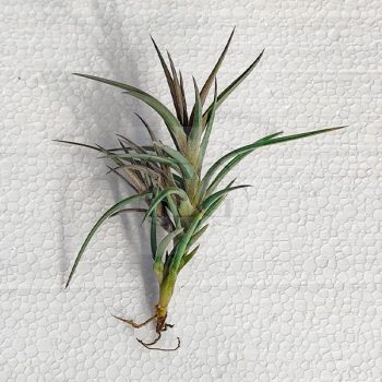 Tillandsia Jonesii Tillandsia Jonesii