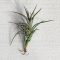 Tillandsia Jonesii