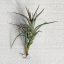 Tillandsia Jonesii