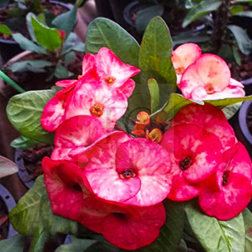 Euphorbia milii "Rising Sun" (11)