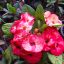 Euphorbia milii "Rising Sun" (11)
