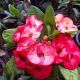Euphorbia milii "Rising Sun" (11)