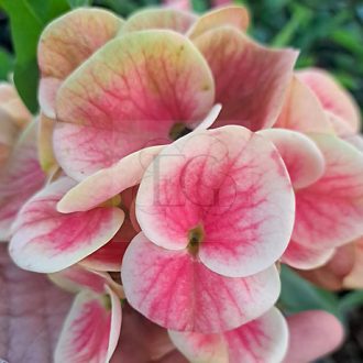 Euphorbia milii "New Pob Luck" (A31)