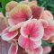 Euphorbia milii "New Pob Luck" (A31)