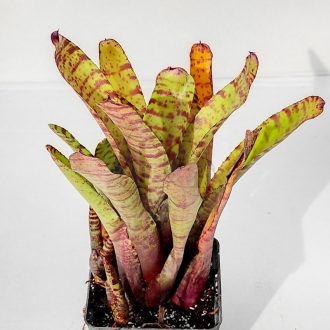 Neoregelia Unblushing Tiger