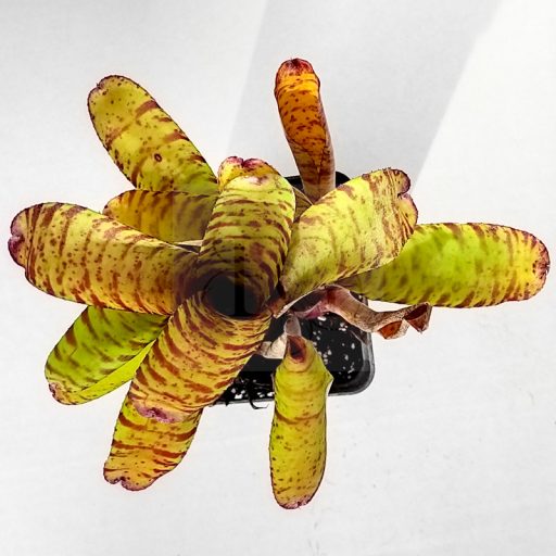 Neoregelia Unblushing Tiger