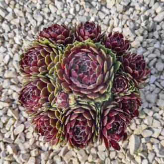 Sempervivum sp.27/Nagy-Kövirózsa
