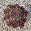 Sempervivum sp.27/Nagy-Kövirózsa