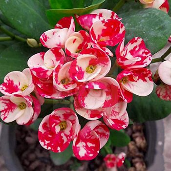 Euphorbia milii "Lai Ka Nok" (N-25)