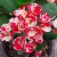 Euphorbia milii "Lai Ka Nok" (N-25)