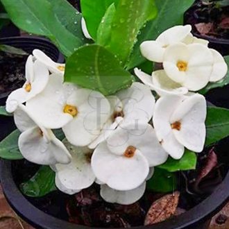 Euphorbia milii "Silver Bell" (16)