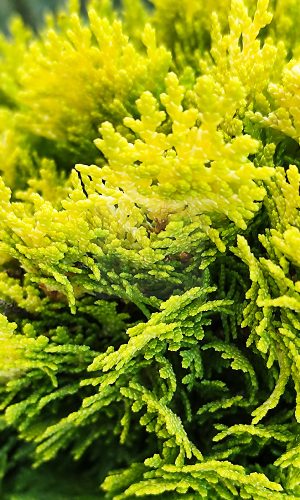 Thuja orientalis "Morgan" -Keleti tuja