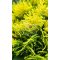 Thuja orientalis "Morgan" -Keleti tuja