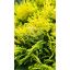 Thuja orientalis "Morgan" -Keleti tuja
