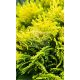 Thuja orientalis "Morgan" -Keleti tuja
