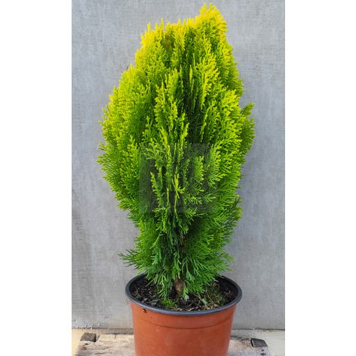 Thuja orientalis "Morgan" -Keleti tuja