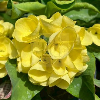 Euphorbia milii "Liam Thong" (A55)