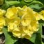Euphorbia milii "Liam Thong" (A55)
