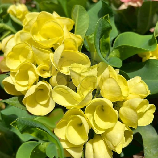 Euphorbia milii "Liam Thong" (A55)