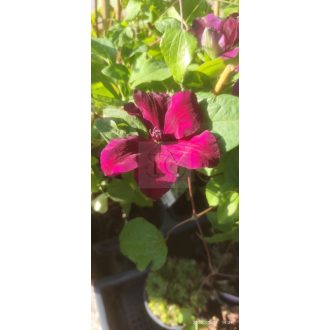 Clematis "Westerplatte" -Ments meg növény! 