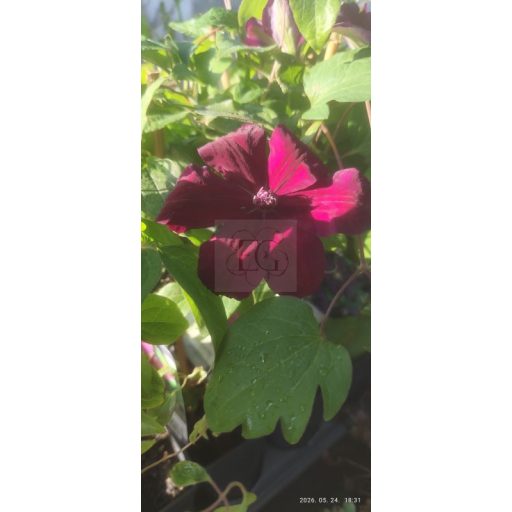 Clematis "Westerplatte" -Ments meg növény! 