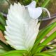 Tillandsia Cyanea Bianco