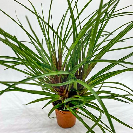 Tillandsia Cyanea Bianco