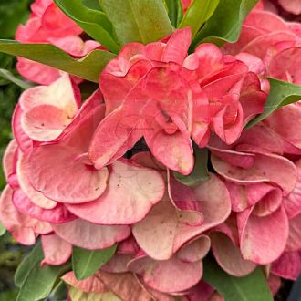 Euphorbia milii "Mon Luck" (A100)