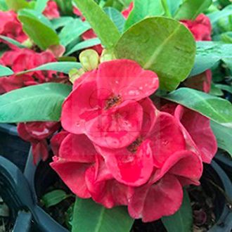 Euphorbia milii "Wealthora (83)