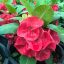 Euphorbia milii "Wealthora (83)