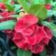 Euphorbia milii "Wealthora (83)