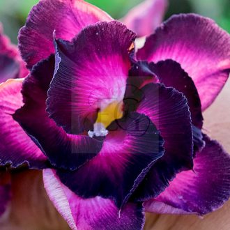 Adenium obesum "Rising Violet" (S)