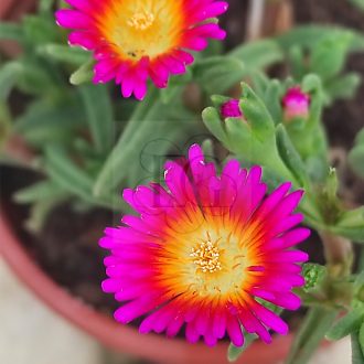 Delosperma Lilac Wunder