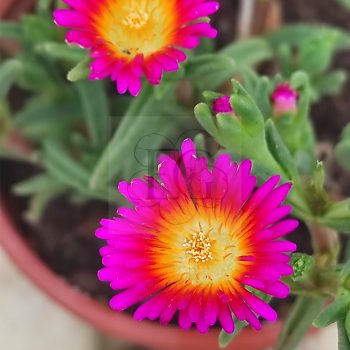 Delosperma Lilac Wunder Delosperma Lilac Wunder