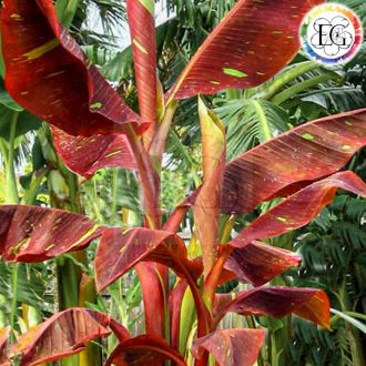 Musa Siam Ruby 