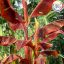 Musa Siam Ruby 