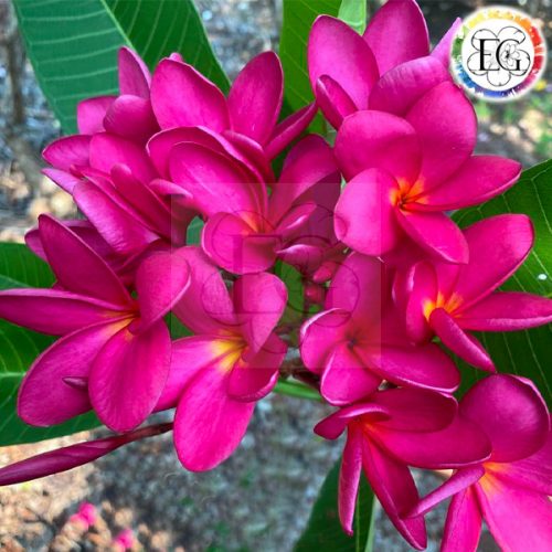 Plumeria rubra "Polynesian Red"